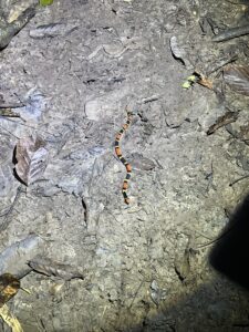 Coral Snake